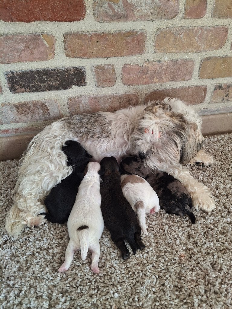 Prachtige shih tzu pups, België, Particulier, Overige rassen, CDV (hondenziekte)