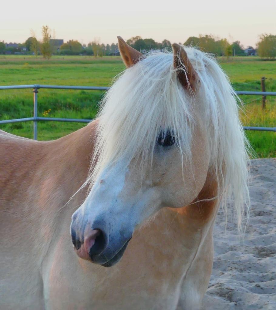 Superlieve E-pony grondwerk, weidemaatje, Dieren en Toebehoren, Pony's, E pony (1.48m - 1.57m), Ruin, Niet van toepassing, Ontwormd