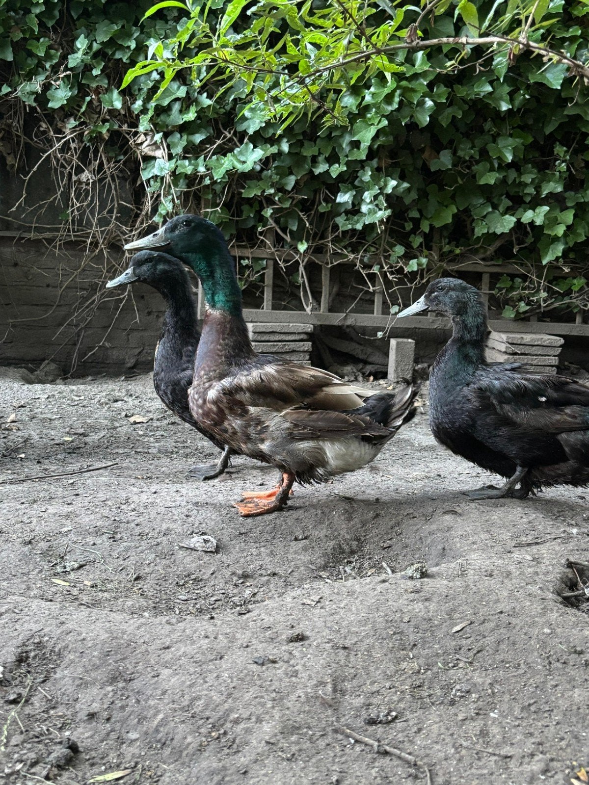 Tamme eenden, Meerdere dieren, Eend