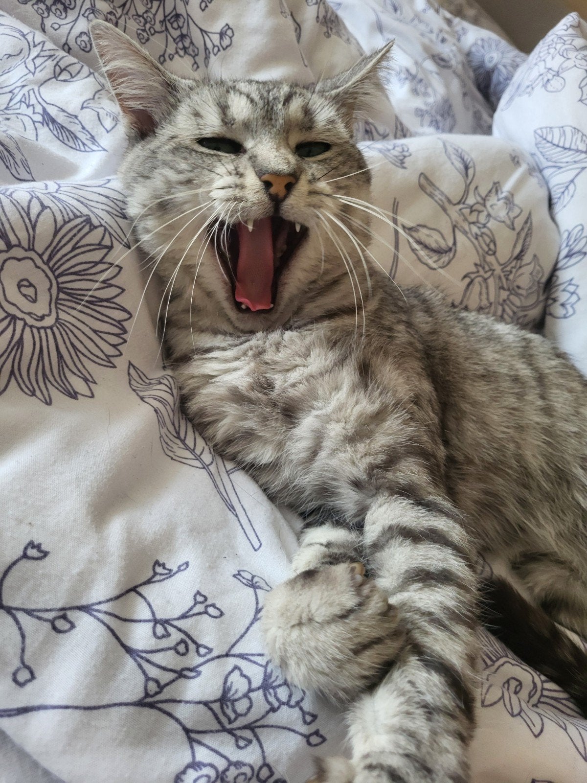 kater 3 jaar, Dieren en Toebehoren, Kater, 3 tot 5 jaar