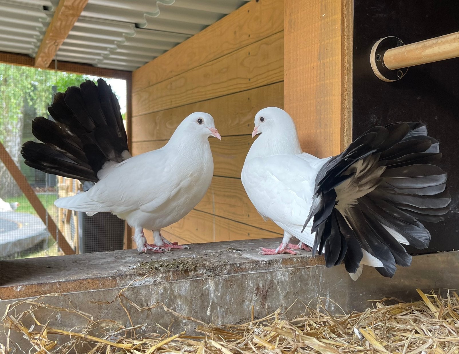 Pauwstaartduiven, Dieren en Toebehoren, Vogels | Duiven, Meerdere dieren, Overige soorten