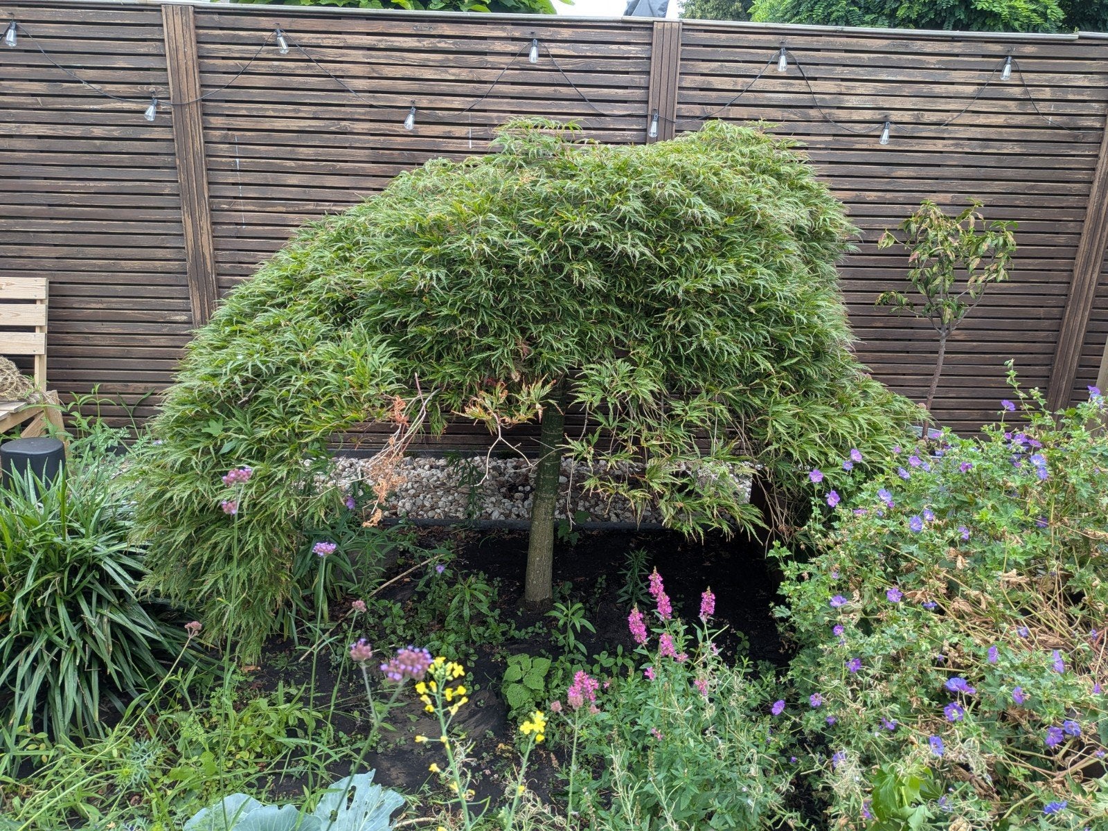 Japanse esdoorn - Zelf op te graven, Tuin en Terras, Planten | Tuinplanten, Ophalen
