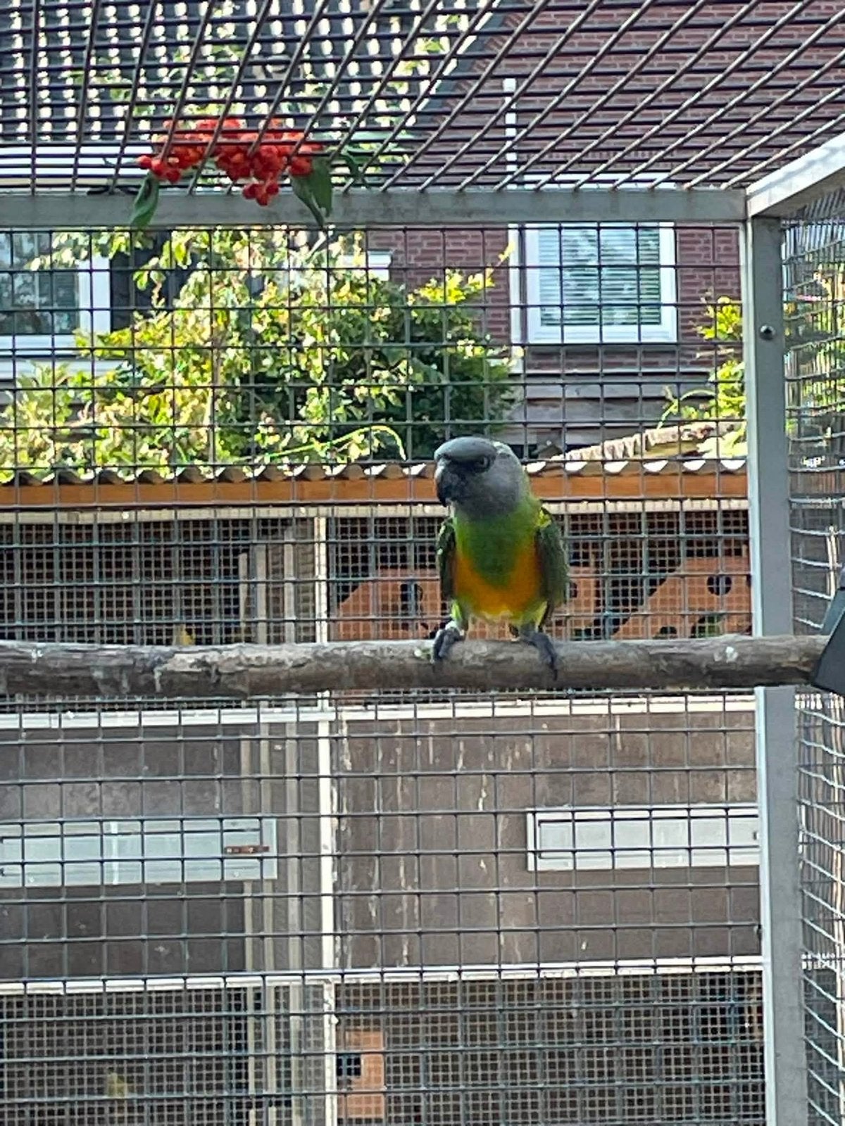 Koppel bonte boeren., Meerdere dieren, Parkiet