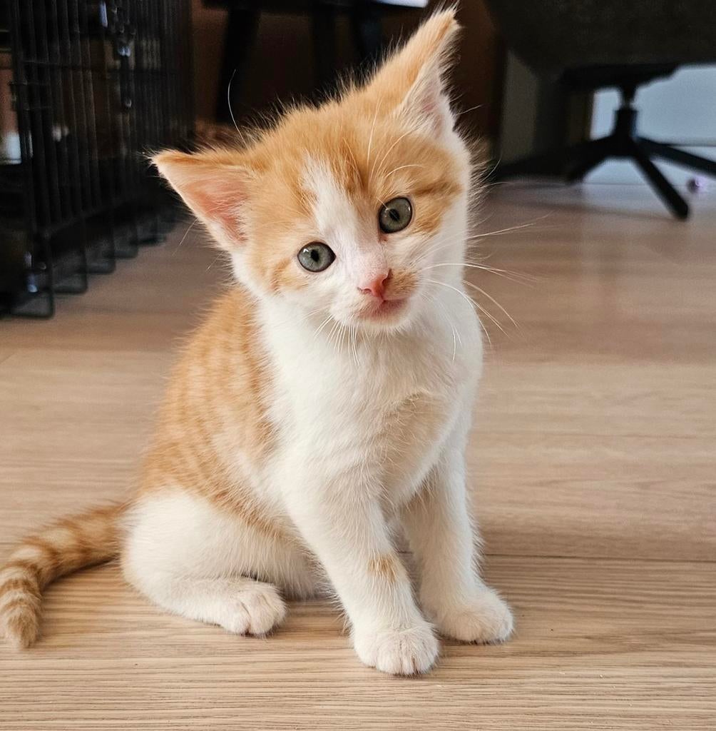 Kitten (kater) gereserveerd, Kater, Kortharig, 0 tot 2 jaar