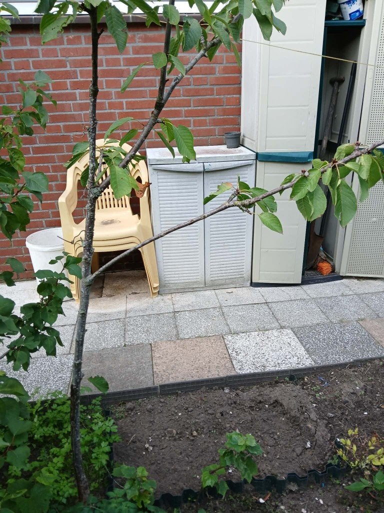 Jonge Kersenboom, Tuin en Terras, Volle zon, Lente, 250 tot 400 cm, Overige soorten