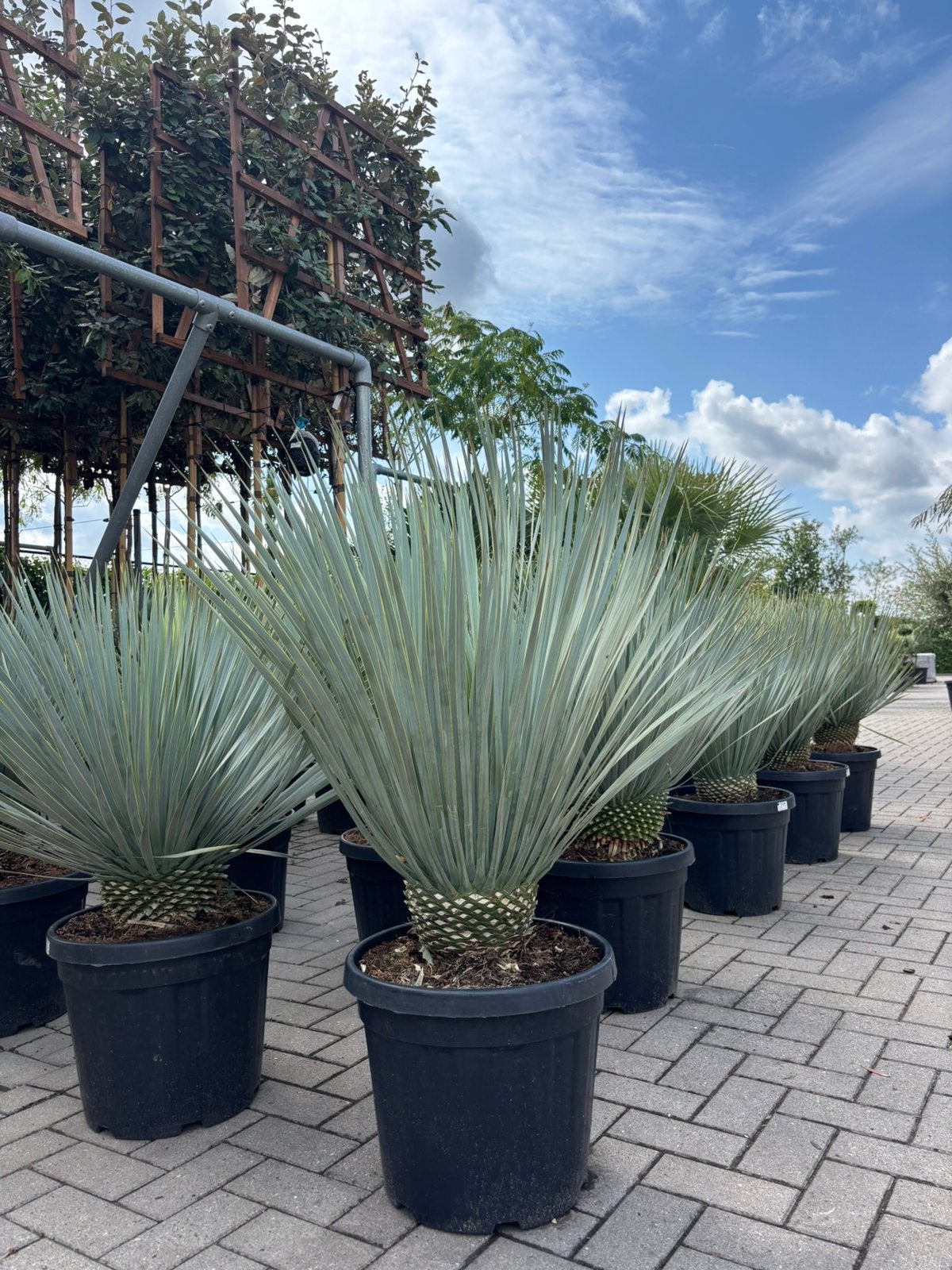 Yucca rostrata, Minder dan 100 cm, Zomer, Palmboom, Ophalen