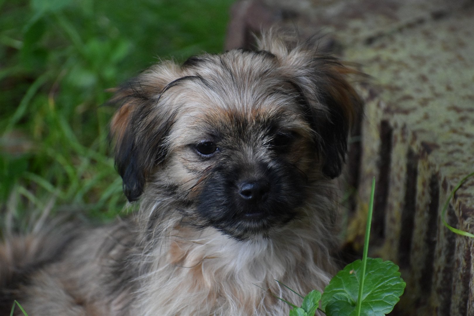 Prachtige jongen&meid kl.blijvend 75%shihtzu 25% dwergteckel, Nederland, Overige rassen, CDV (hondenziekte), 8 tot 15 weken