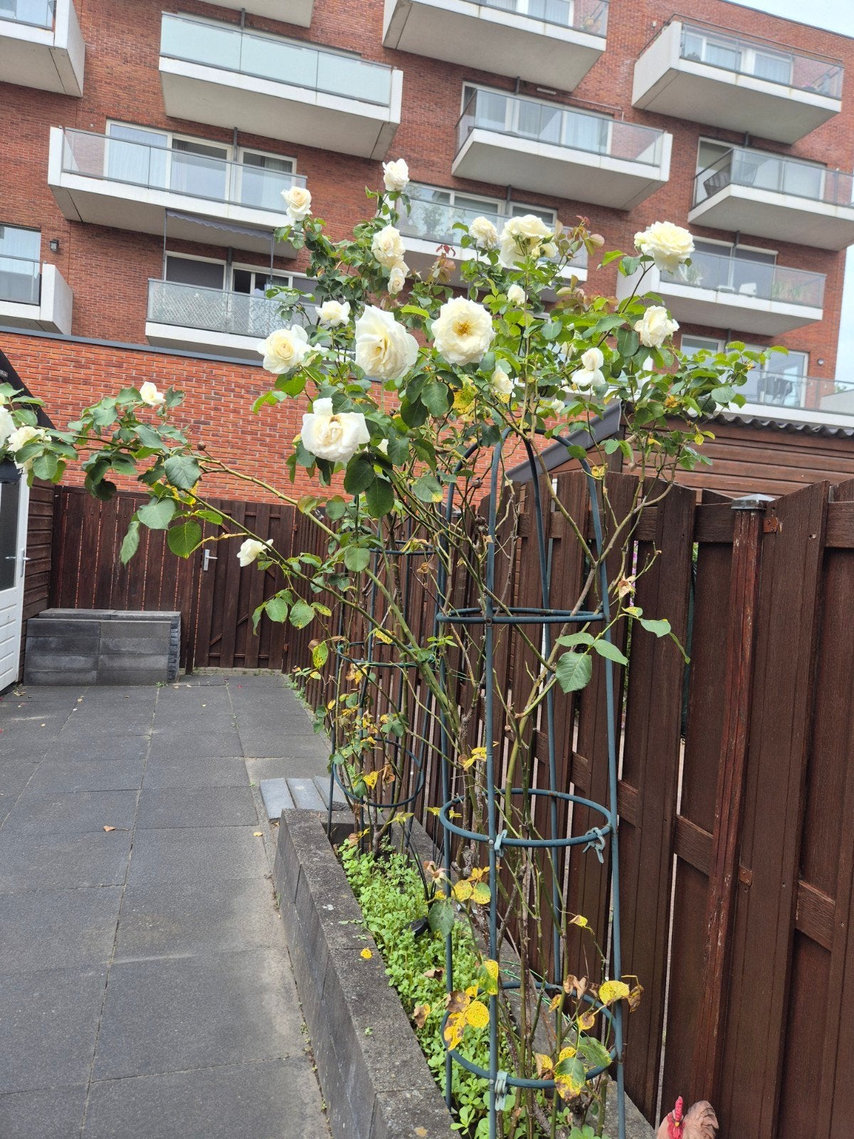 Twee prachtige witte rozen van 2 meter hoog, Volle zon, Vaste plant, Zomer, Ophalen