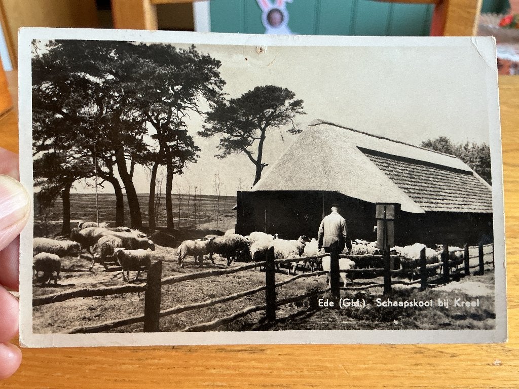 Ede schaapskooi 1956, Verzenden, 1940 tot 1960, Gelopen, Gelderland