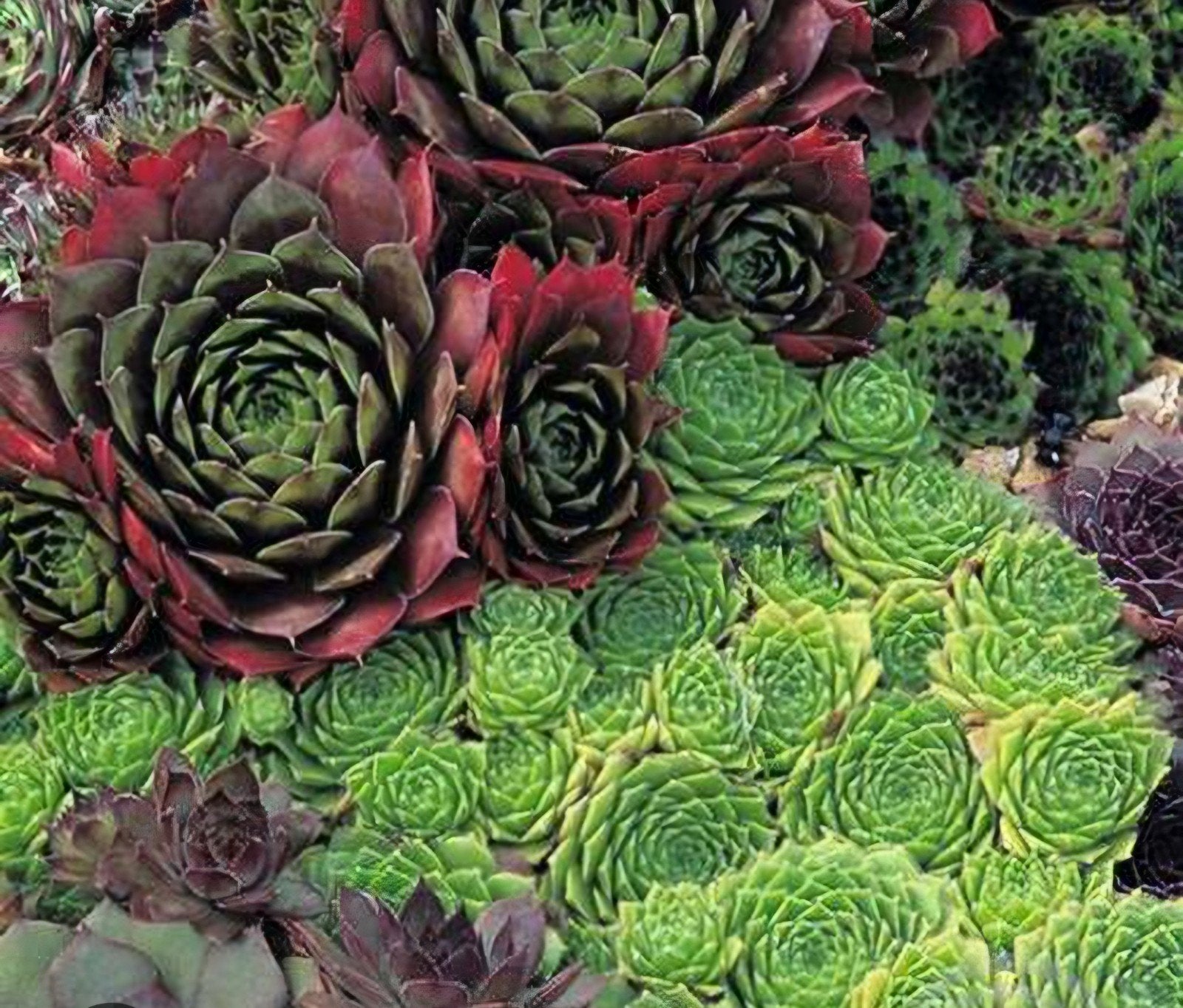 Sempervivum, Ophalen, Minder dan 10 m²