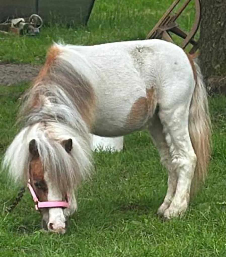 Mini shetlander merrie jaarling 1 jaar met stamboek, Ophalen of Verzenden, Zo goed als nieuw