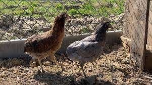 ARAUCANA KIPPEN., Dieren en Toebehoren, Vrouwelijk, Kip