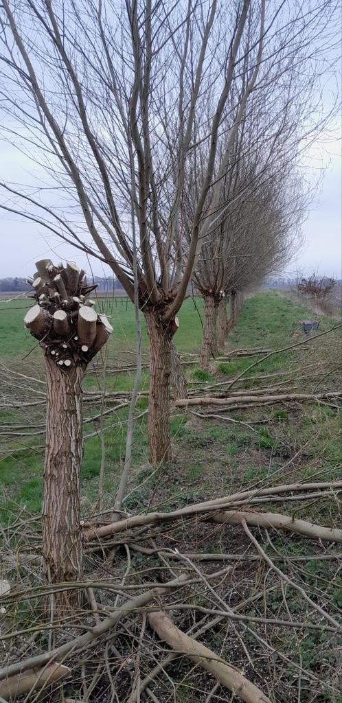Knotwilgen om te planten. Wilg, Overige soorten, Lente, 250 tot 400 cm, Ophalen