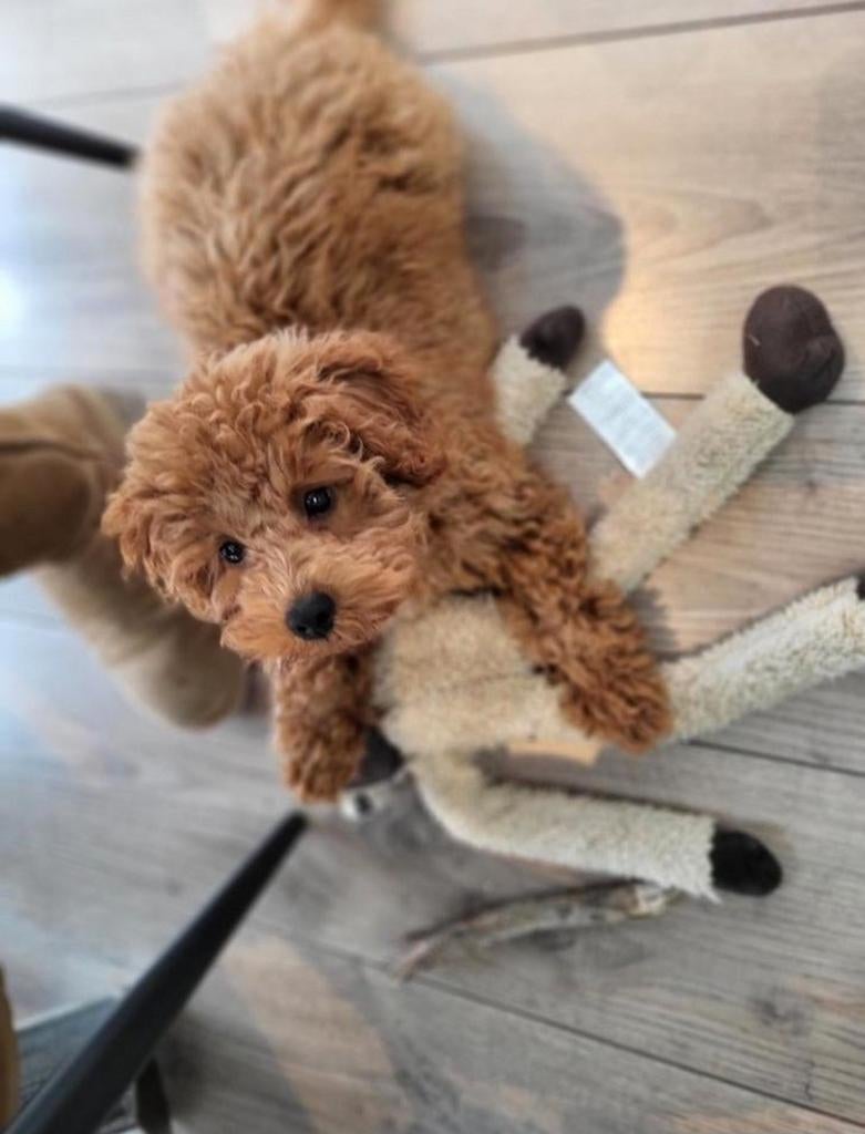 Toypoedel dekreu (niet te koop), Reu, 1 tot 2 jaar, Eén hond, Nederland