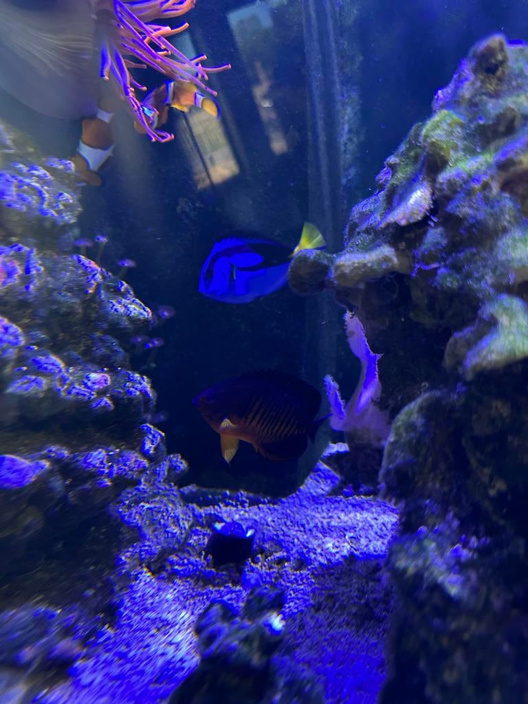 Inhoud zeeaquarium en red sea reefer 525, Dieren en Toebehoren, Vis, Zoutwatervis