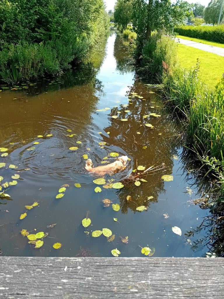 Golden Retriever dekreu   (niet te koop), Reu, Eén hond, 3 tot 5 jaar, Nederland