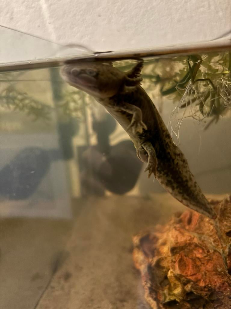 Axolotl’s, Dieren en Toebehoren, 0 tot 2 jaar