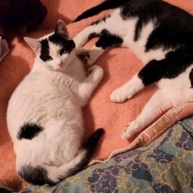 Poes (wit) Frida zoekt huisje, Dieren en Toebehoren, Poes