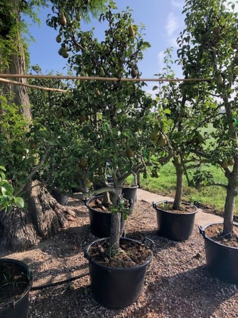 Oude Perenbomen 'Conference', vanaf € 149,50 p.st.!!!, Ophalen, Lente, Volle zon, Perenboom
