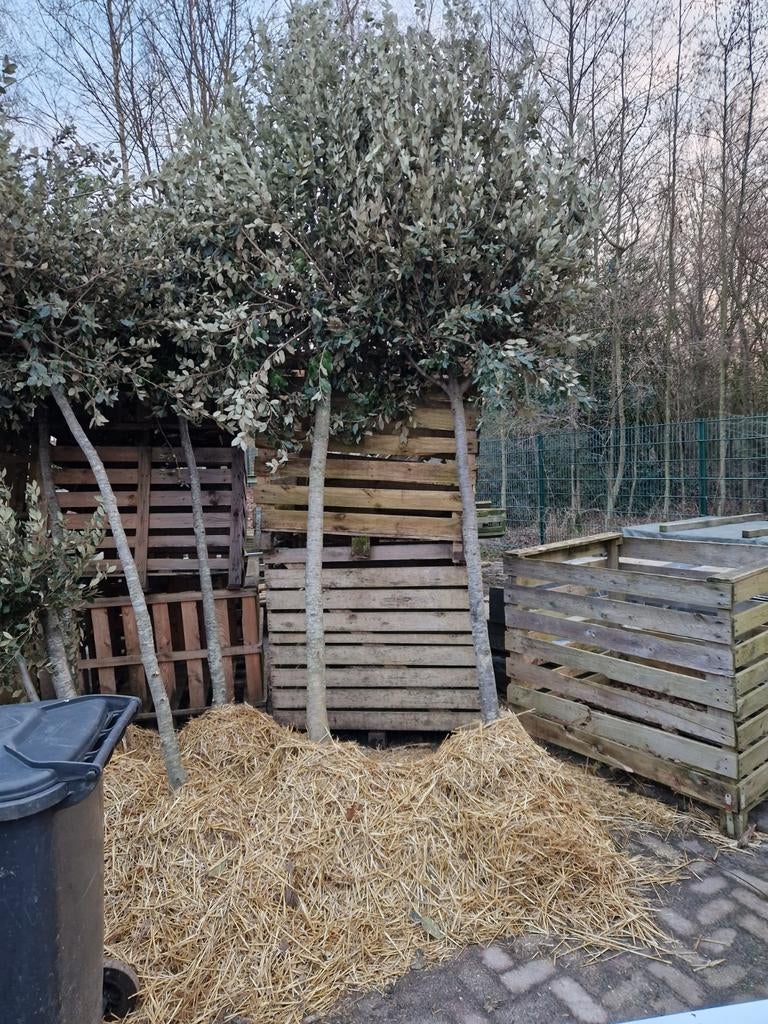 Quercus Ilex - Steeneiken maten 10-12 tot 20-25cm stamomtrek, Bloeit niet, Overige soorten, 100 tot 250 cm, Ophalen