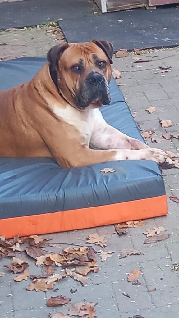 Boerboel stamboom molosser bull dekreu mastif, Reu, Parvo, Eén hond, 3 tot 5 jaar