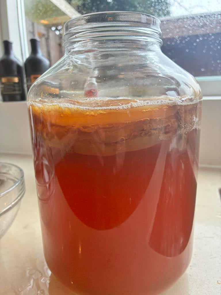 Gezonde Scoby voor Kombucha, Diversen, Levensmiddelen, Ophalen