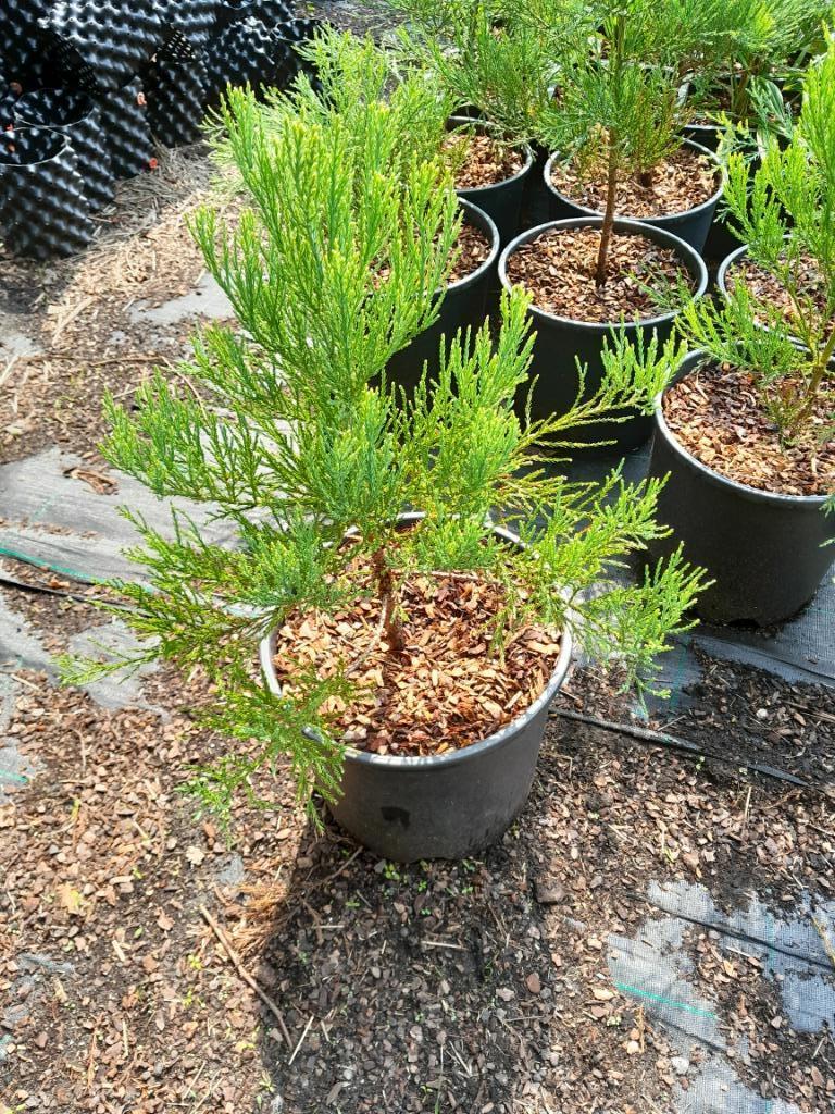 Sequoiadendron giganteum; mammoetboom, Tuin en Terras, Planten | Bomen, Ophalen, In pot, Overige soorten, Minder dan 100 cm