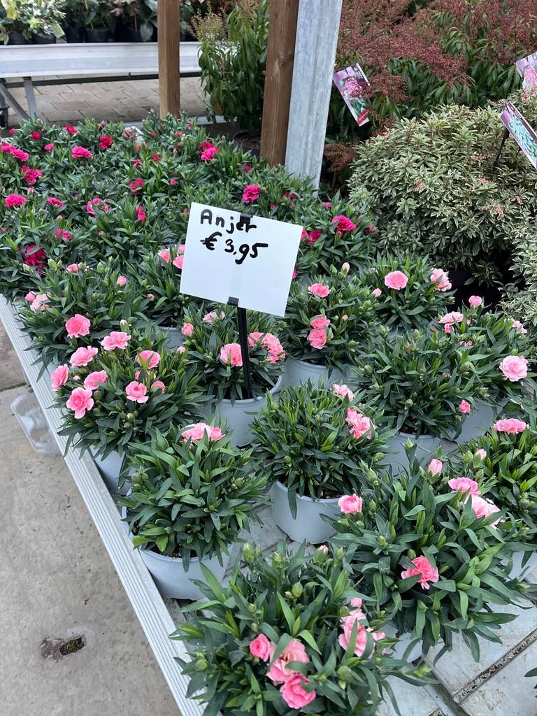 Anjer - Prachtige bloeiende plant, Tuin en Terras, Overige soorten, Volle zon, Eenjarig, Ophalen of Verzenden
