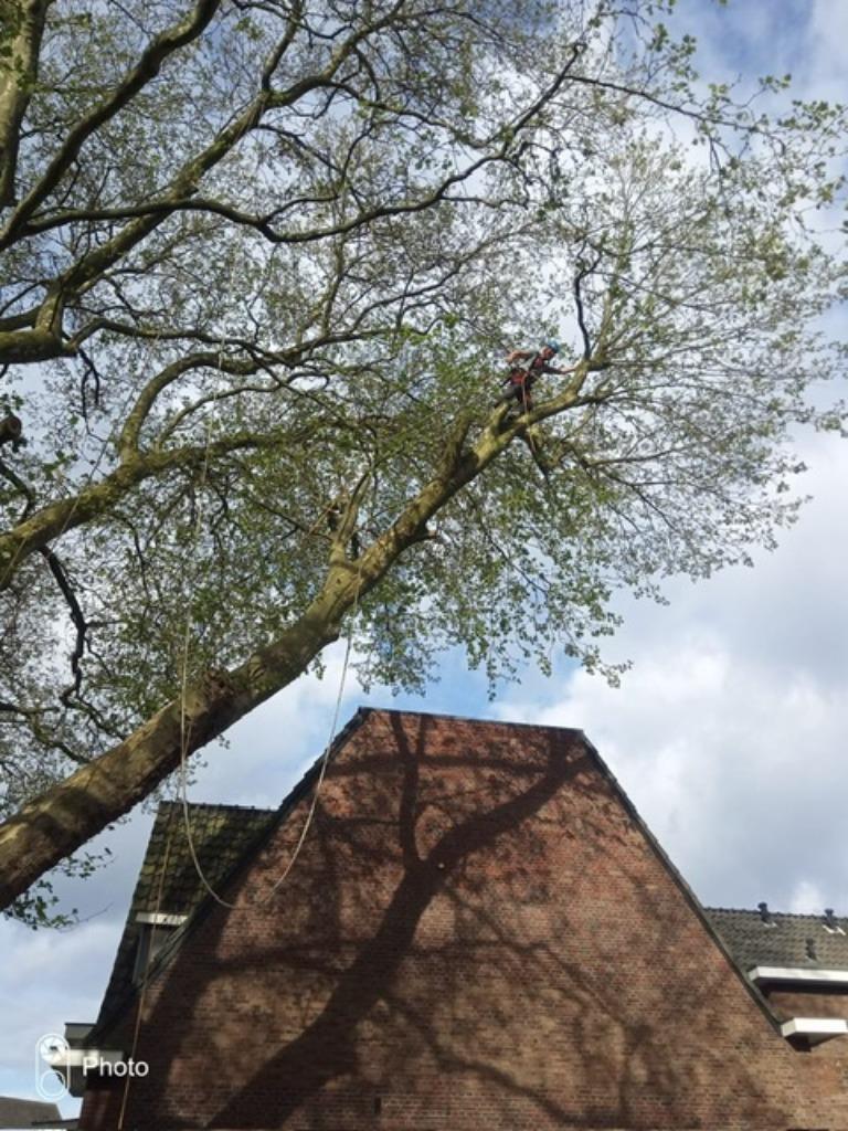 Boomverzorging regio Zuid-Limburg, Garantie, Tuinonderhoud of Snoeiwerk