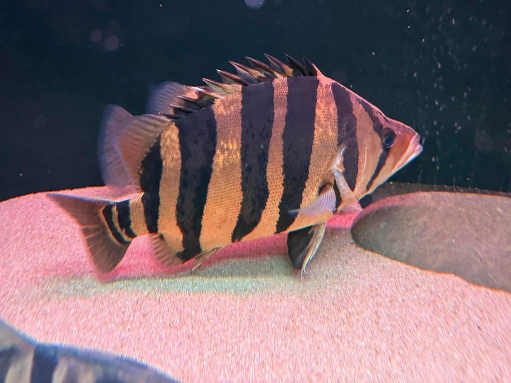 Sumatra datnioides cichla arowana potamotrygon gar tigrinus, Dieren en Toebehoren, Vissen | Aquariumvissen, Vis