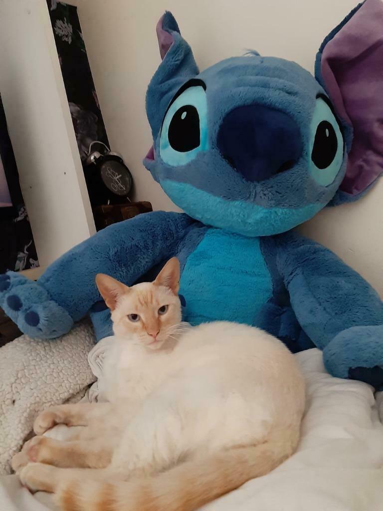 Dekkater siamees red point (niet te koop), 0 tot 2 jaar