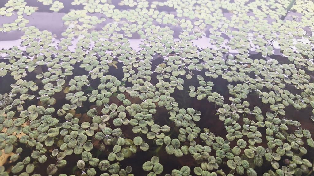 vlotvarens, Salvinia minima  ruilen tegen vissen, Vis, Zoetwatervis, Schoolvis
