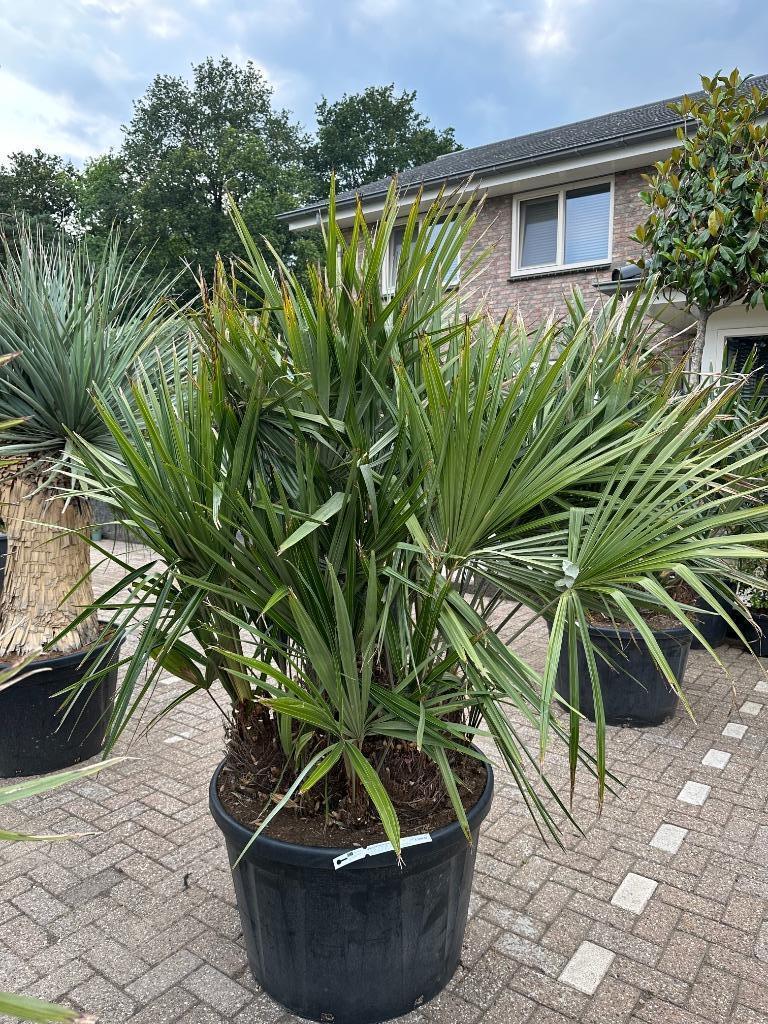 Rhapidophyllum hystrix 140/160 cm planthoogte te koop, Ophalen of Verzenden, 100 tot 250 cm, Zomer, Palmboom