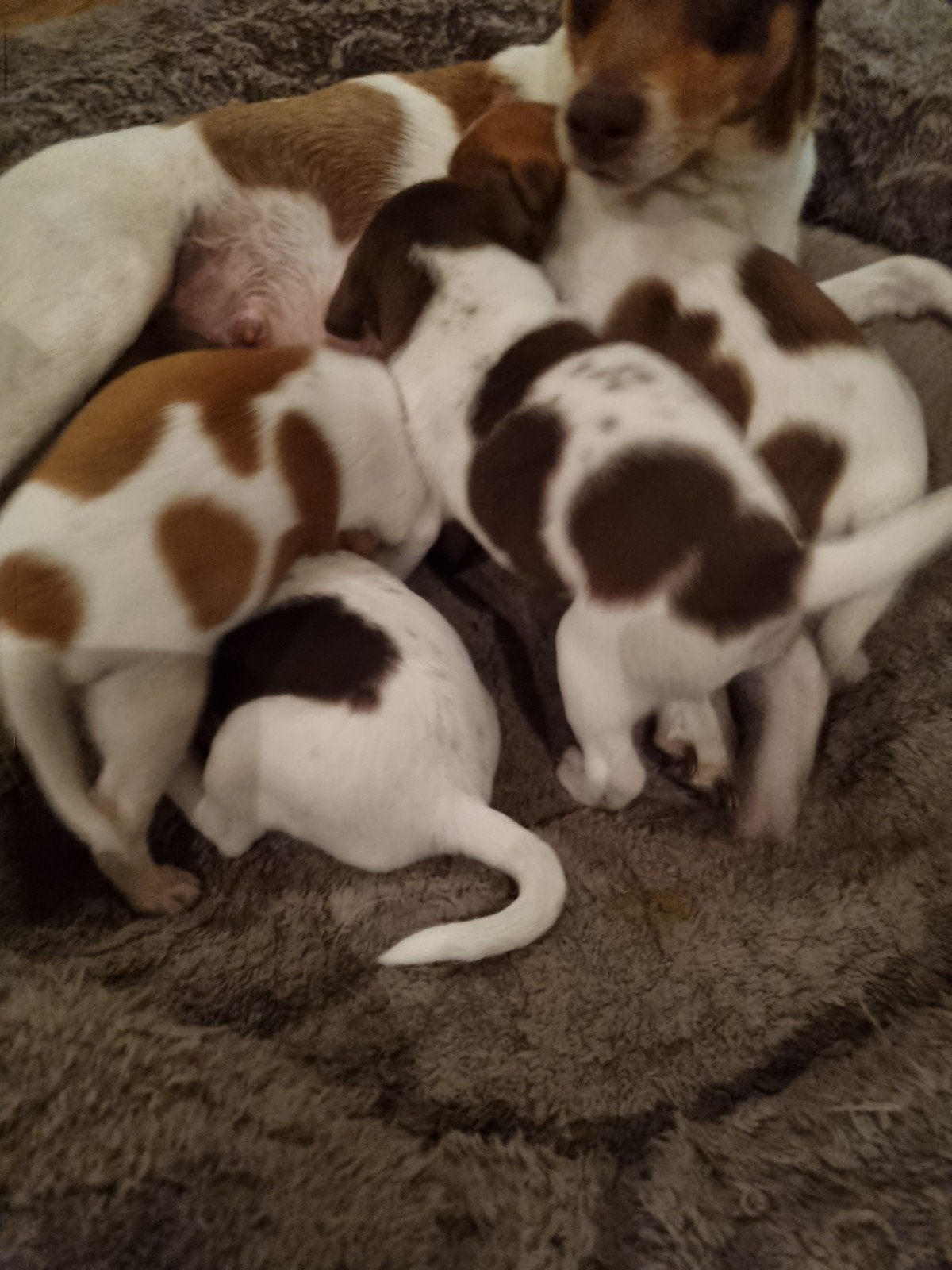 hele mooie lieve boerenfox puppy's, Dieren en Toebehoren, Honden | Niet-rashonden, 8 tot 15 weken, Meerdere, Meerdere dieren, Nederland