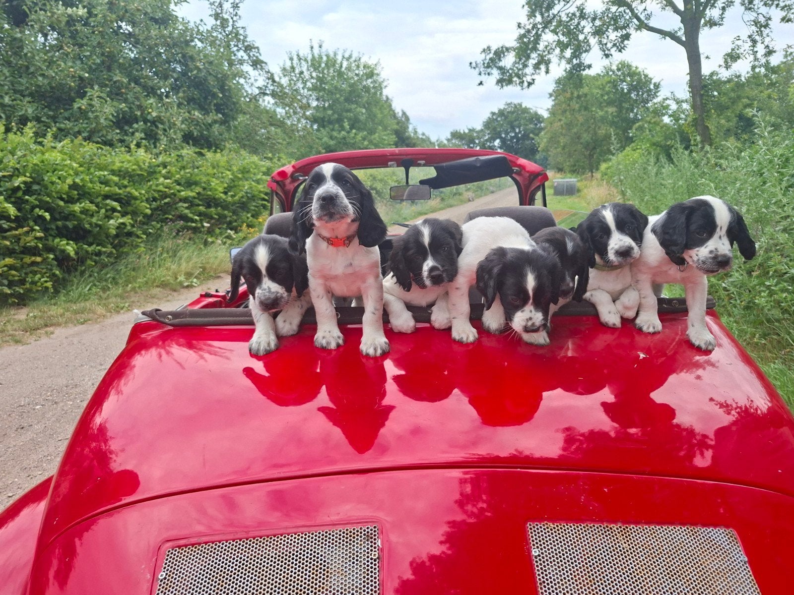 Engelse springer pups met stamboom, 8 tot 15 weken, Parvo, Meerdere, Meerdere dieren