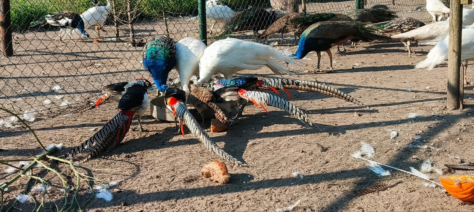 mooie pauwen en fazanten, Dieren en Toebehoren, Meerdere dieren, Overige soorten
