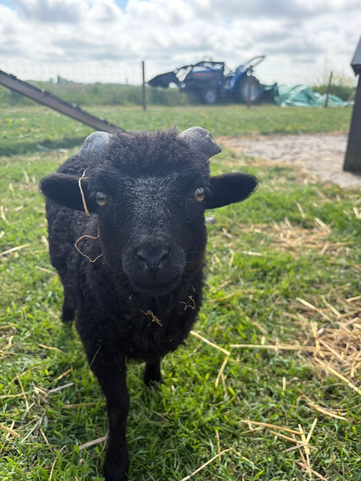 Ouessant ram  Zwoeger en ARR vrij, Dieren en Toebehoren, Schapen, Geiten en Varkens, Schaap, 0 tot 2 jaar