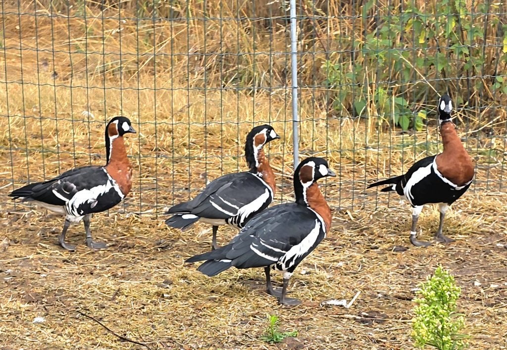 Roodhalsganzen , Roodhals Ganzen, Dieren en Toebehoren, Pluimvee, Meerdere dieren, Gans of Zwaan
