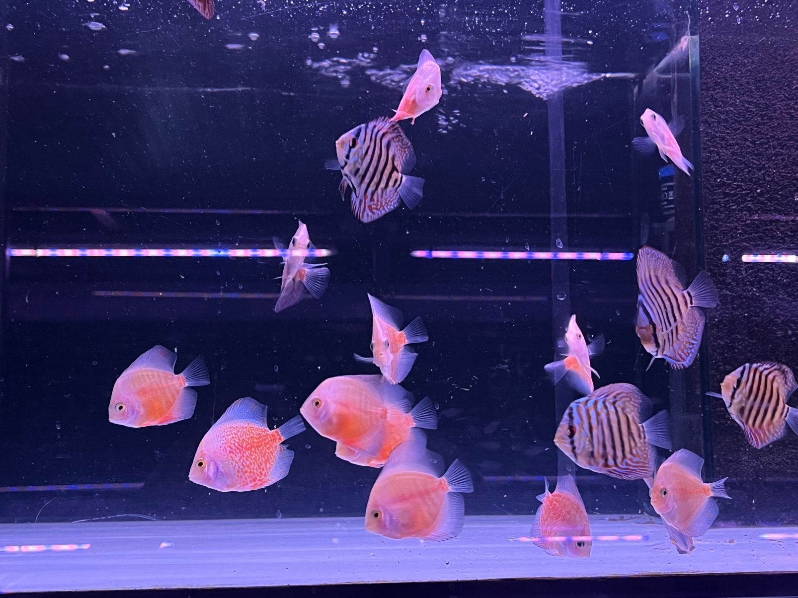 Snow eruption / kobalt discus, Vis