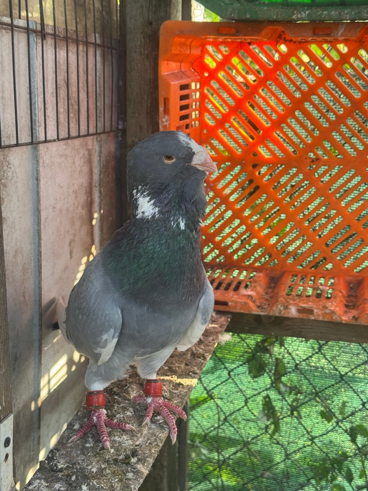 Te koop, Dieren en Toebehoren, Vogels | Duiven, Mannelijk, Overige soorten