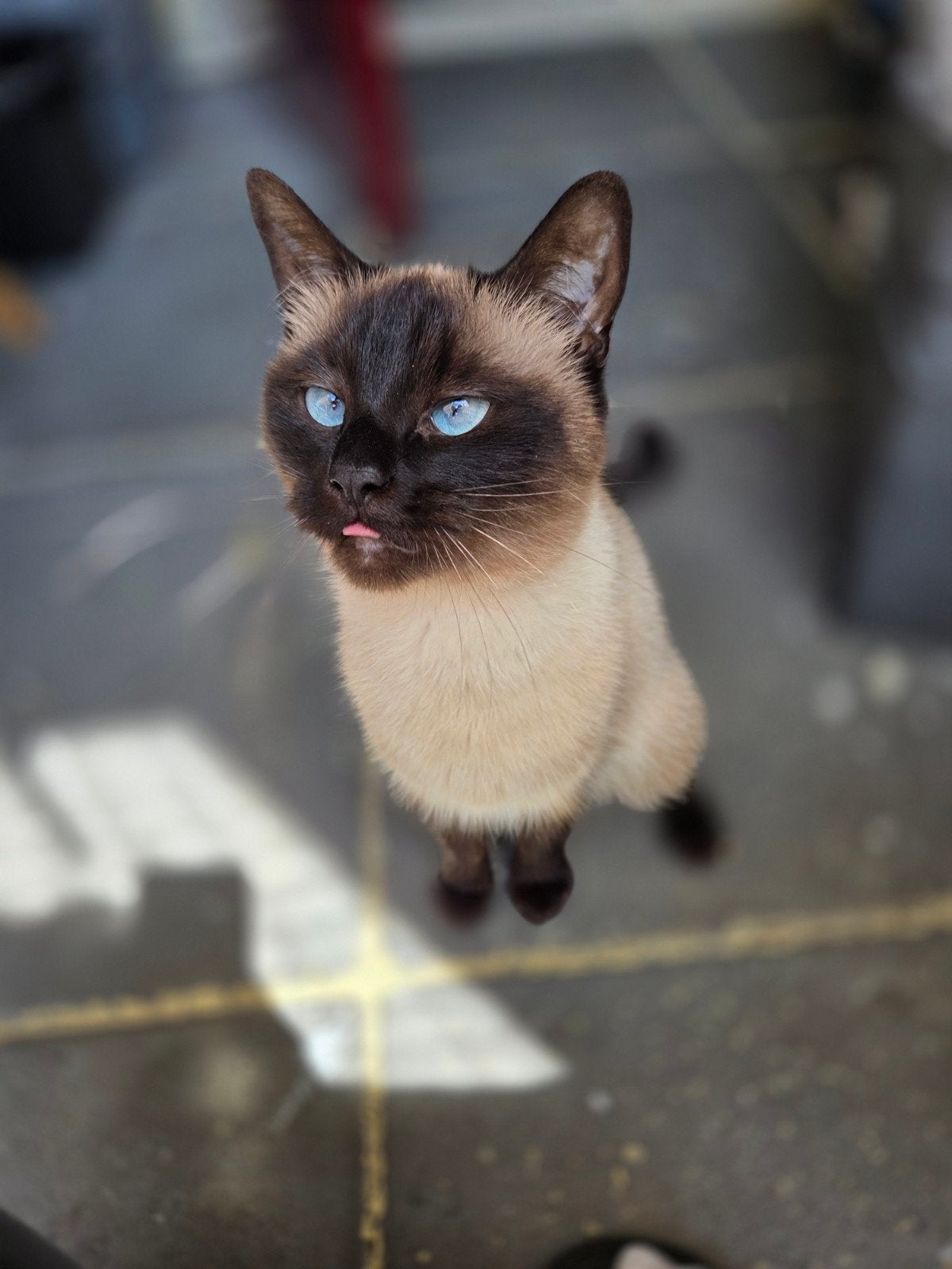 kittens SIAMESE TE KOOP
