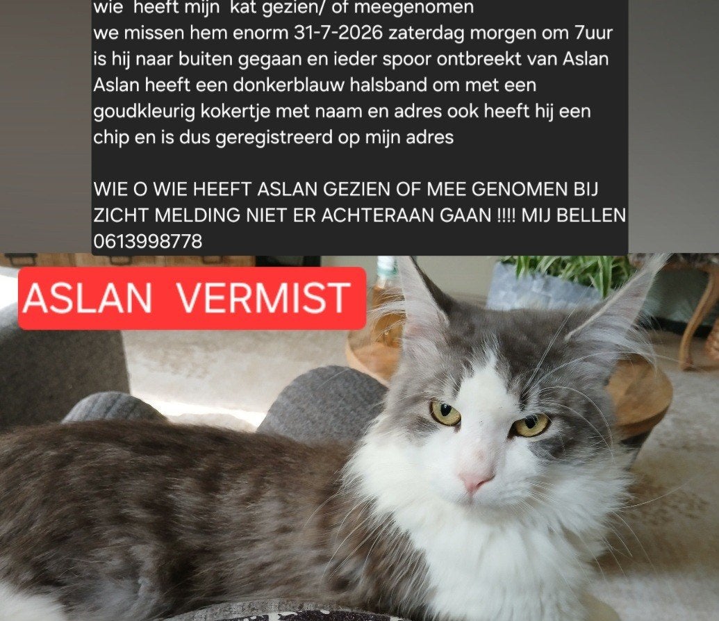 VERMIST, Kater, Langharig, 0 tot 2 jaar