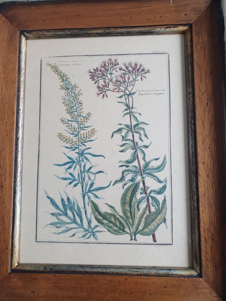 Botanische prent antiek, Antiek en Kunst, Kunst | Litho's en Zeefdrukken, Ophalen