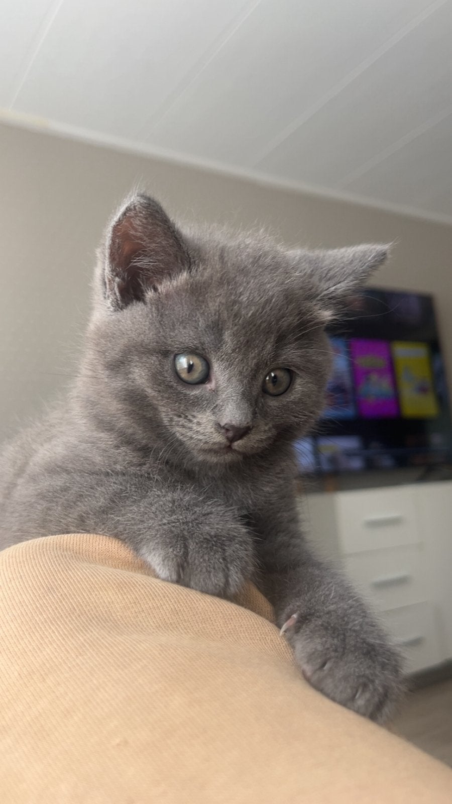 Britse korthaar kitten, Dieren en Toebehoren, Kater