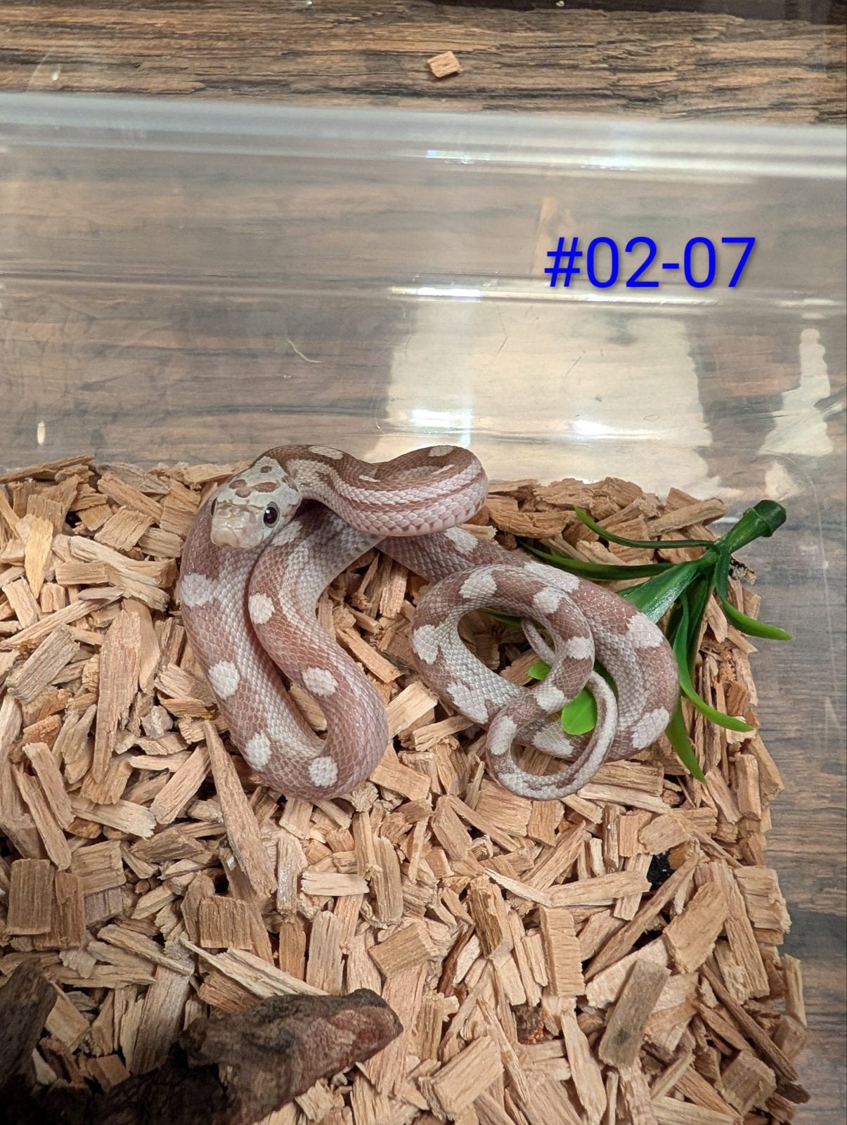 Div jonge rattenslangen in verschillende kleuren en patronen Rat Snake photo 21