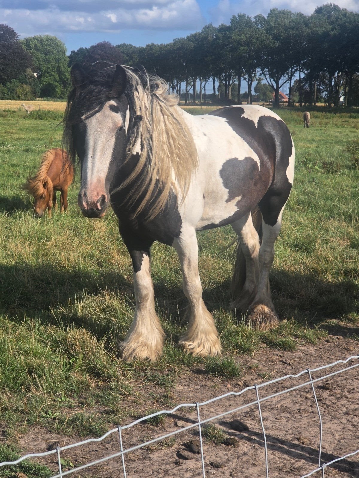 te koop nieuwe advertentie, Dieren en Toebehoren, Merrie, Minder dan 160 cm, 3 tot 6 jaar, Gechipt