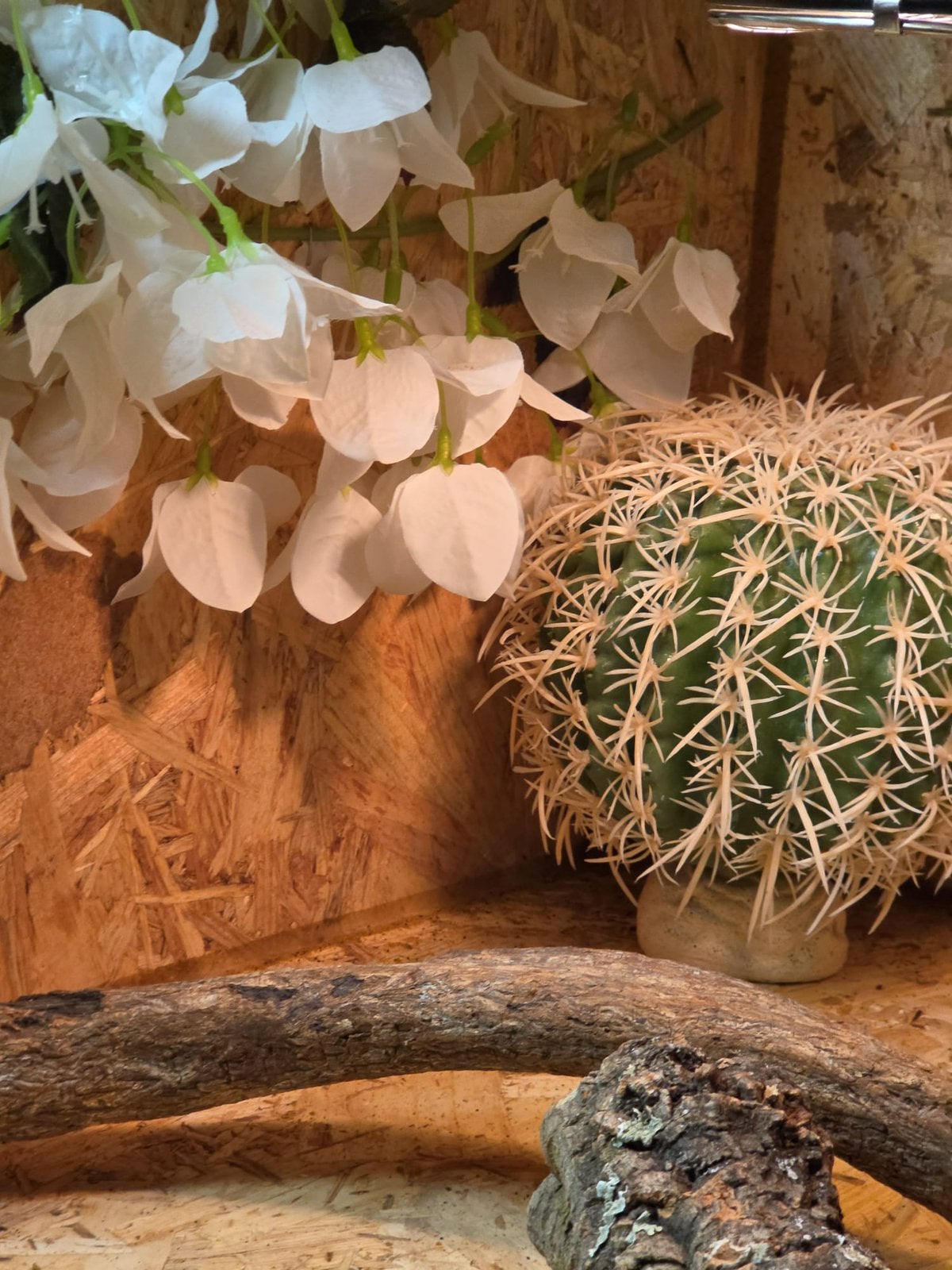 Terrarium, Spin of Schorpioen