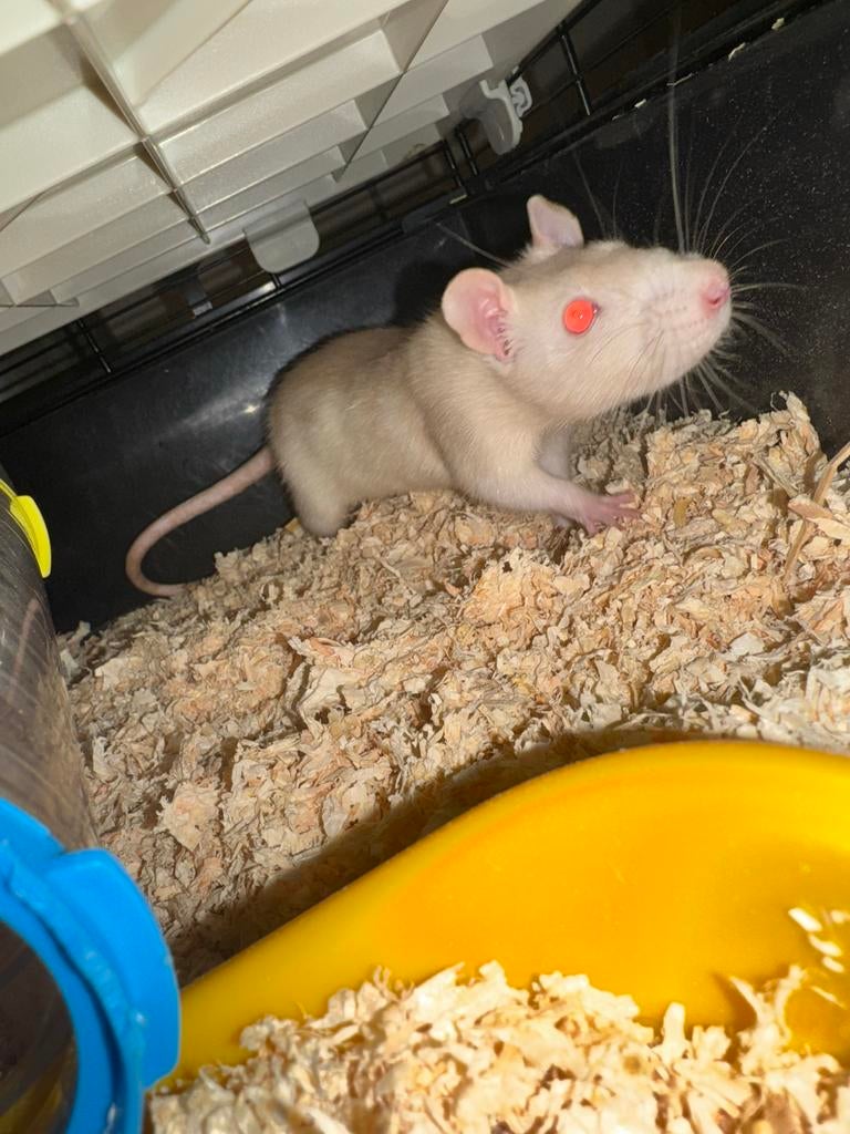 Tamme rat tekoop, 60 tot 90 cm, Ophalen of Verzenden, Zo goed als nieuw, 75 tot 110 cm