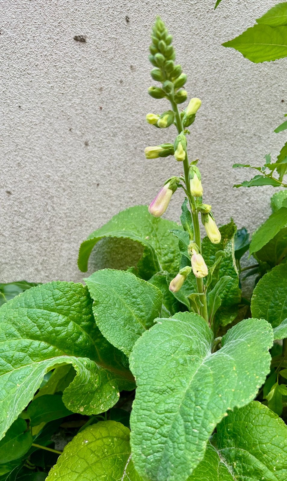 VINGERHOEDSKRUID uit Biologische tuin, Tuin en Terras, Planten | Tuinplanten, Tweejarig, Halfschaduw, Zomer, Ophalen