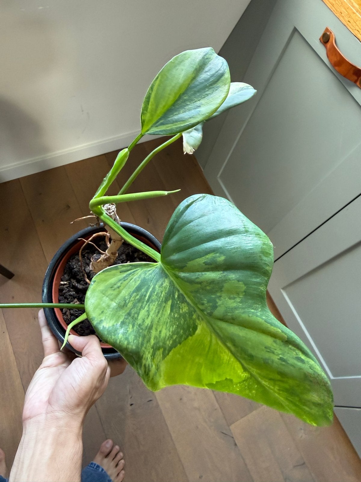 Philodendron Bippenfolium Variegata, Huis en Inrichting, Overige soorten, In pot, Minder dan 100 cm, Groene kamerplant